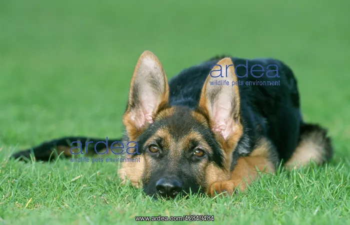 : German Shepherd / Alsatian Dog - young, lying down : German Shepherd / Alsatian Dog - young, lying down