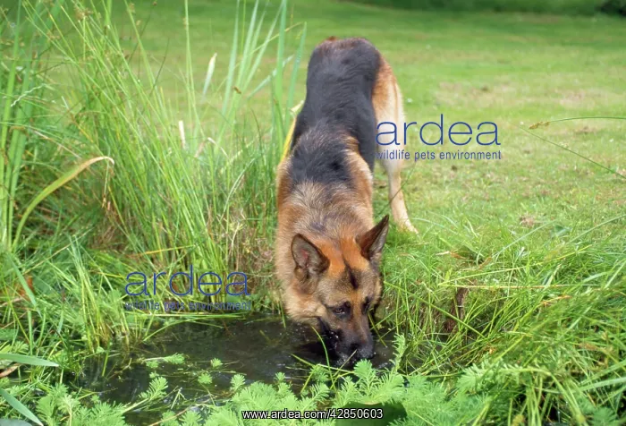  : German Shepherd  /  Alsatian - drinking from pond