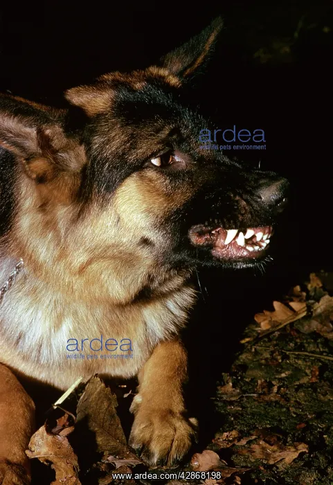 : German Shepherd / Alsatian - Snarling showing severe : German Shepherd / Alsatian - Snarling showing severe
