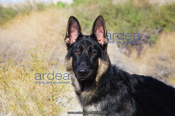 : German Shepherd in the Coachella Valley, California : German Shepherd in the Coachella Valley, California