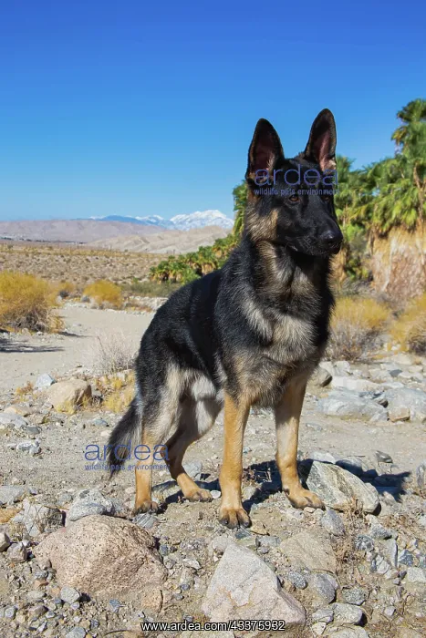 : German Shepherd, Coachella Valley, California : German Shepherd, Coachella Valley, California