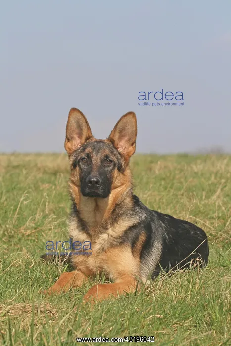 : German Shepherd Dog, 6 months, lying on a meadow : German Shepherd Dog, 6 months, lying on a meadow