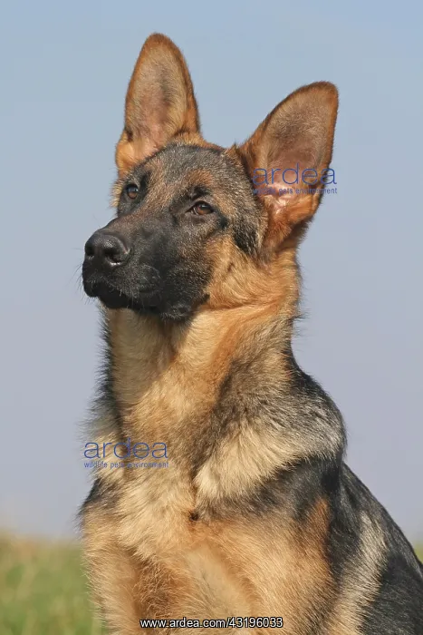 : German Shepherd Dog, 6 months, portrait Deutscher : German Shepherd Dog, 6 months, portrait Deutscher