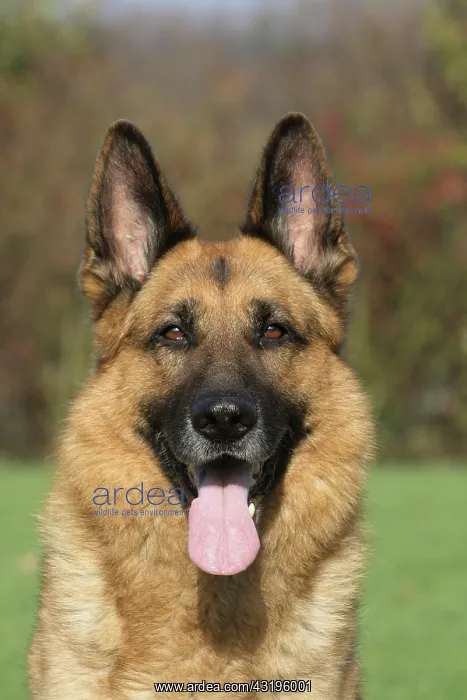 : German Shepherd Dog, 7 years old, portrait Deutscher : German Shepherd Dog, 7 years old, portrait Deutscher