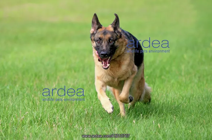 : German Shepherd dog, adult, running across a meadow : German Shepherd dog, adult, running across a meadow