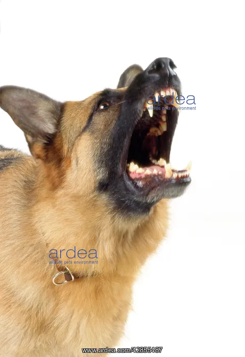  : German Shepherd Dog - aggressive