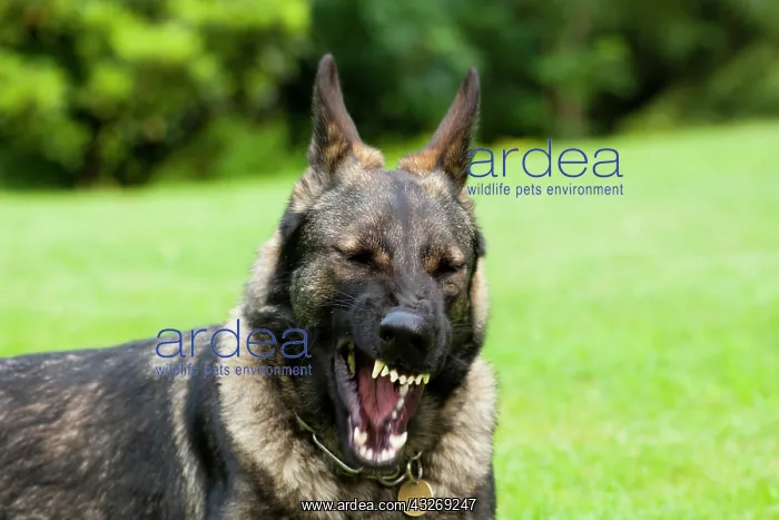 : German shepherd dog, Alsatian, showing its teeth : German shepherd dog, Alsatian, showing its teeth