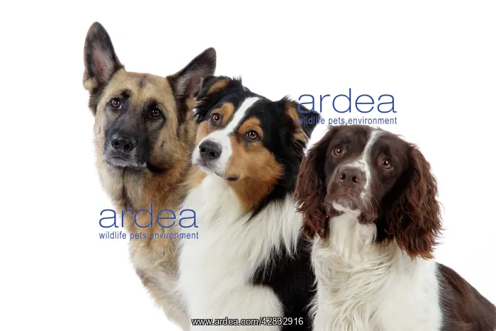 : German Shepherd Dog / Australian Shepherd Dog / : German Shepherd Dog / Australian Shepherd Dog /