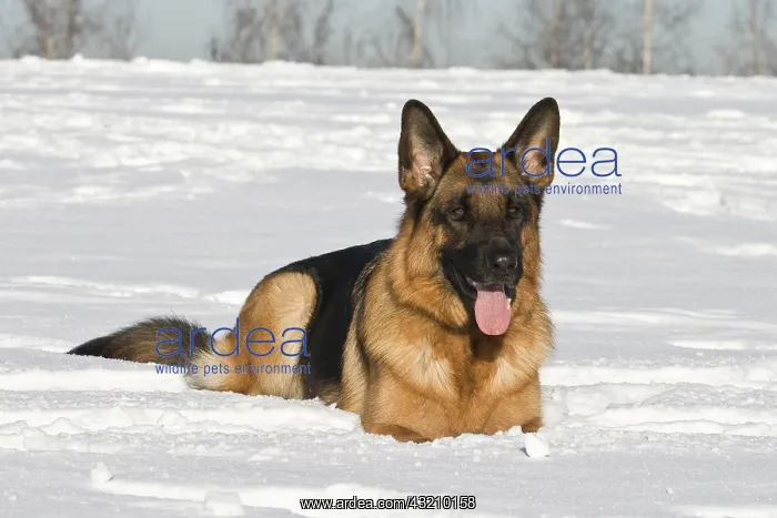 : German Shepherd Dog, bitch, 2 years, lying in snow : German Shepherd Dog, bitch, 2 years, lying in snow