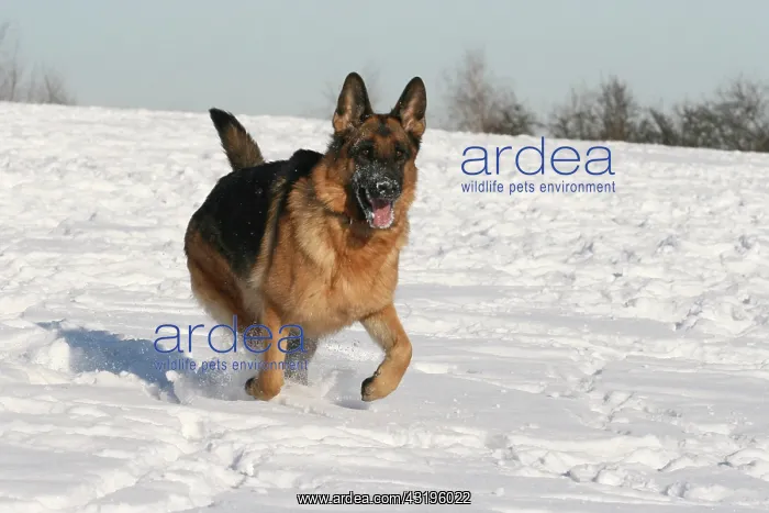 : German Shepherd Dog, bitch, 2 years, running in : German Shepherd Dog, bitch, 2 years, running in