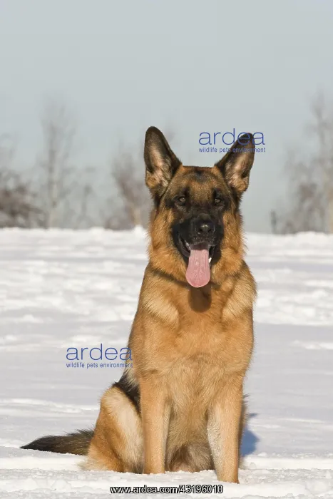 : German Shepherd Dog, bitch, 2 years, sitting in : German Shepherd Dog, bitch, 2 years, sitting in