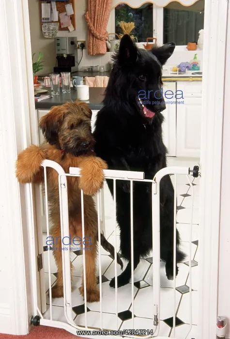 : German Shepherd Dog - & Briard puppy standing at : German Shepherd Dog - & Briard puppy standing at