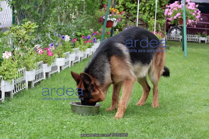 : German Shepherd dog drinking water from a bowl in : German Shepherd dog drinking water from a bowl in