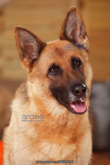 : German shepherd dog, female : German shepherd dog, female