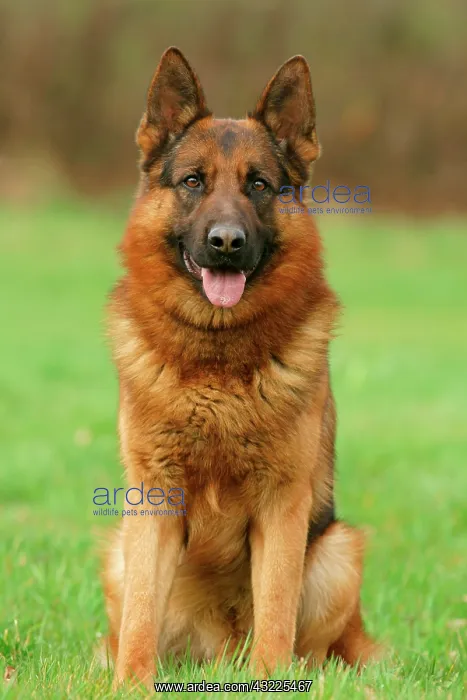 : German Shepherd Dog, Germany, Europe : German Shepherd Dog, Germany, Europe