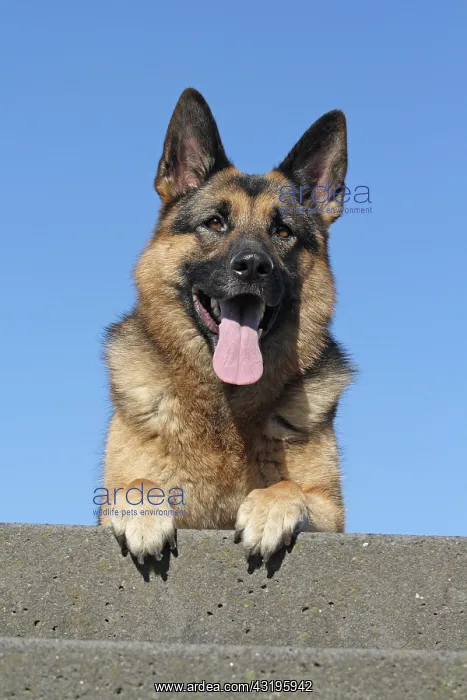 : German Shepherd Dog lying on a wall Deutscher Sch&, x49a5;rhu : German Shepherd Dog lying on a wall Deutscher Sch&, x49a5;rhu