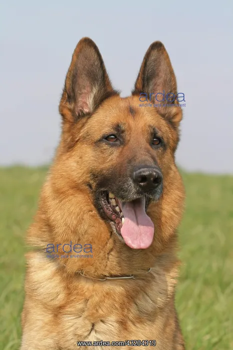 : German Shepherd Dog, male, 6 years, portrait Deutscher : German Shepherd Dog, male, 6 years, portrait Deutscher