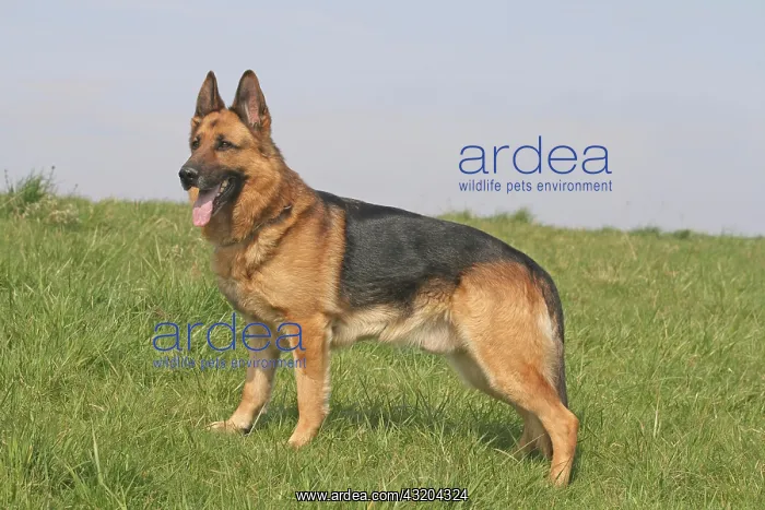 : German Shepherd Dog, male, 6 years, standing on : German Shepherd Dog, male, 6 years, standing on