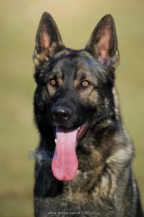 : German Shepherd Dog, male, sitting, portrait : German Shepherd Dog, male, sitting, portrait