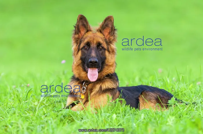 : German Shepherd Dog in a Meadow, Lying, Germany : German Shepherd Dog in a Meadow, Lying, Germany