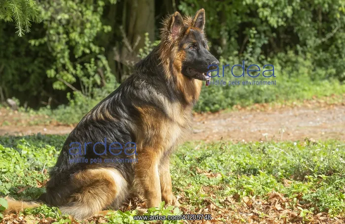 : German Shepherd dog outdoors : German Shepherd dog outdoors