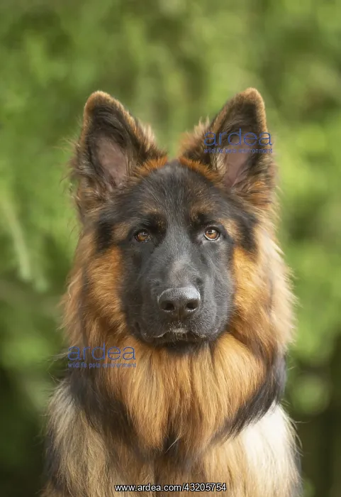 : German Shepherd dog outdoors : German Shepherd dog outdoors