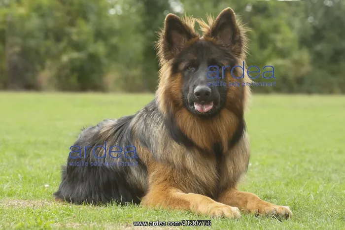 : German Shepherd dog outdoors : German Shepherd dog outdoors