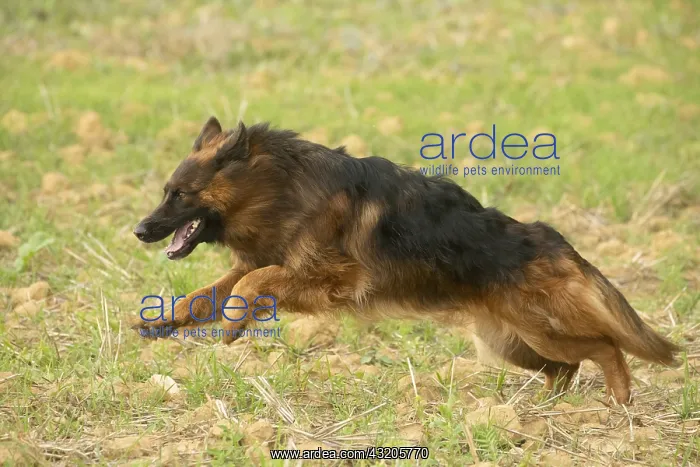 : German Shepherd dog outdoors : German Shepherd dog outdoors