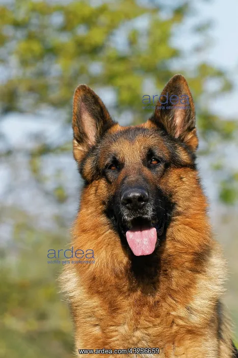 : German Shepherd Dog, Portrait of Adult : German Shepherd Dog, Portrait of Adult