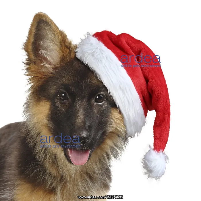 : German Shepherd Dog, puppy, 4 months old wearing : German Shepherd Dog, puppy, 4 months old wearing