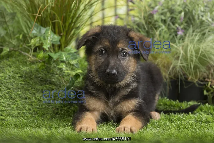  : German Shepherd Dog Puppy
