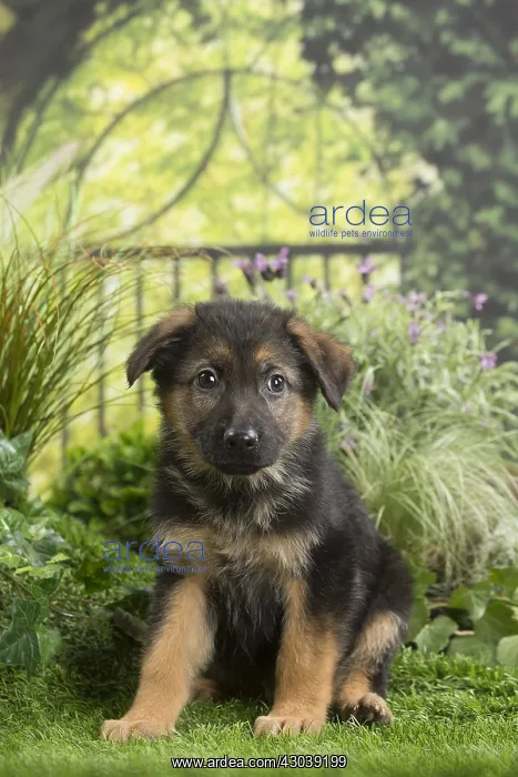  : German Shepherd Dog Puppy