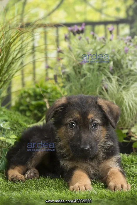  : German Shepherd Dog Puppy