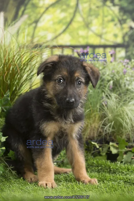  : German Shepherd Dog Puppy