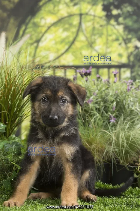  : German Shepherd Dog Puppy