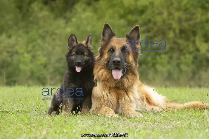 : German Shepherd dog and puppy outdoors : German Shepherd dog and puppy outdoors