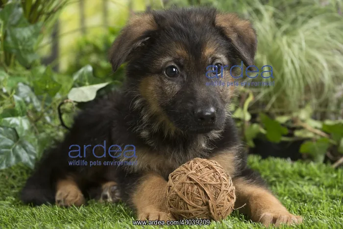  : German Shepherd Dog Puppy with toy ball