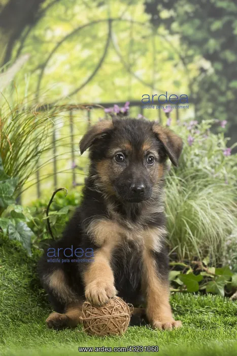  : German Shepherd Dog Puppy with toy ball
