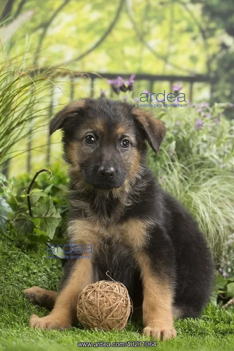  : German Shepherd Dog Puppy with toy ball