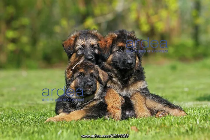 : German Shepherd Dog, Pups standing on Grass : German Shepherd Dog, Pups standing on Grass