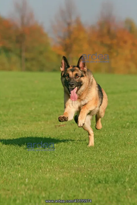 : German Shepherd Dog, running across a lawn Deutscher : German Shepherd Dog, running across a lawn Deutscher
