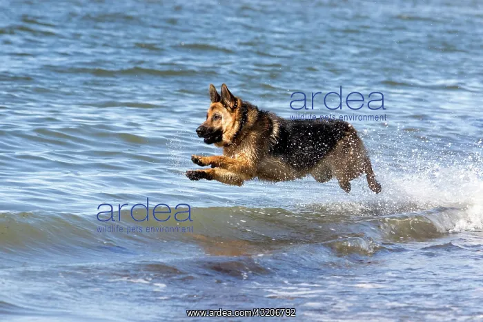 : German Shepherd Dog, Sainte-Anne des Monts, Gaspesie : German Shepherd Dog, Sainte-Anne des Monts, Gaspesie