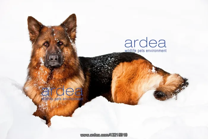  : German Shepherd Dog sitting in the snow, northern