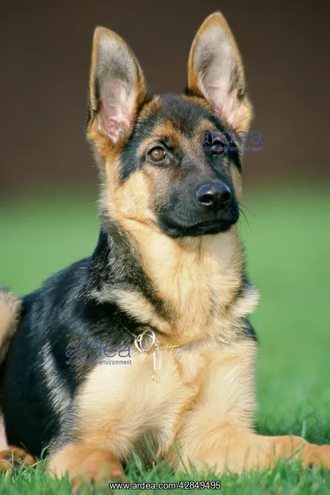 : German Shepherd Dog - young, sitting on the grass : German Shepherd Dog - young, sitting on the grass
