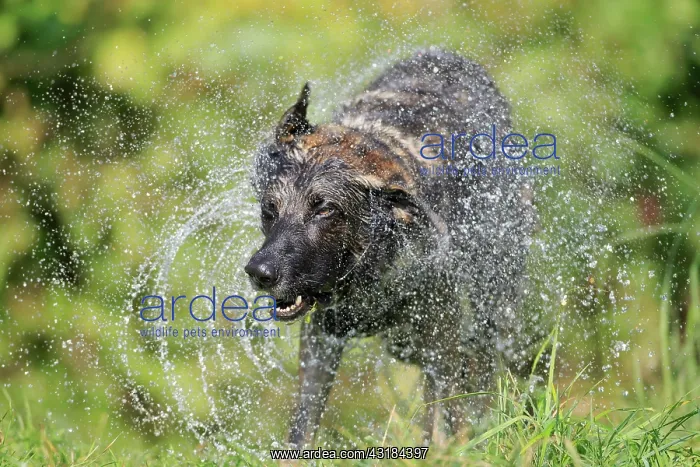 : German shepherd domestic dog (Canis lupus familiaris) : German shepherd domestic dog (Canis lupus familiaris)
