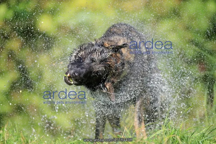  : German shepherd domestic dog (Canis lupus familiaris)