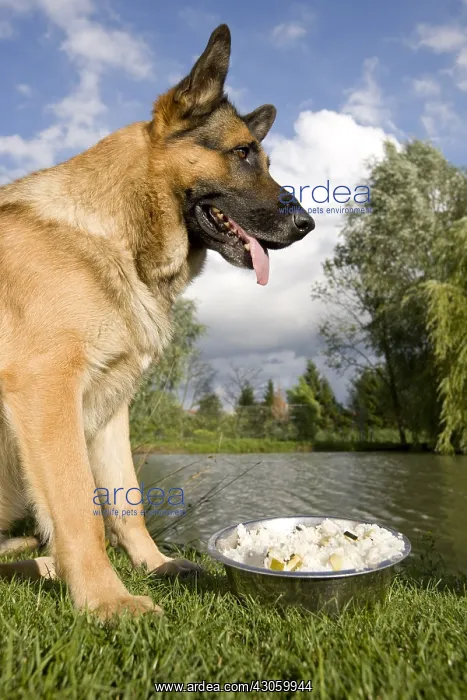 : German Shepherd in front of its home-made food in the grass : German Shepherd in front of its home-made food in the grass