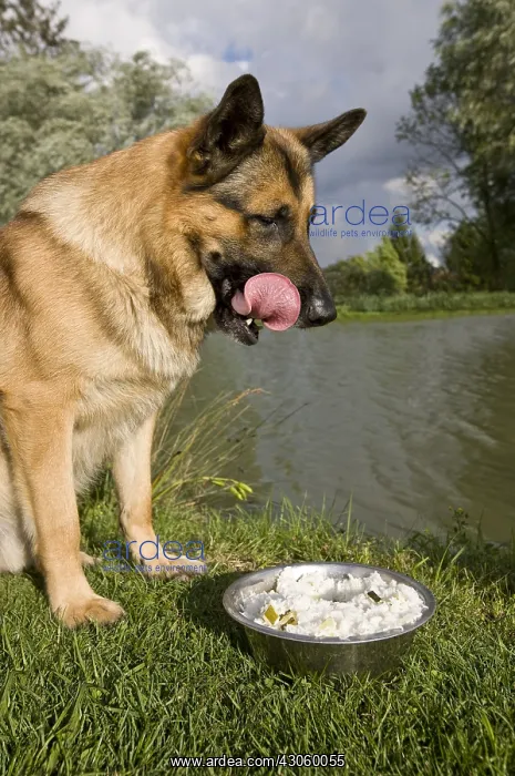 : German Shepherd in front of its home-made food in the grass : German Shepherd in front of its home-made food in the grass