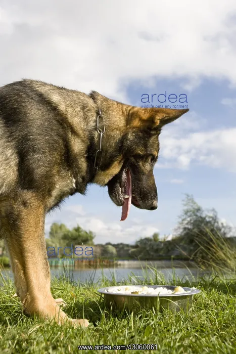 : German Shepherd in front of its home-made food in the grass : German Shepherd in front of its home-made food in the grass