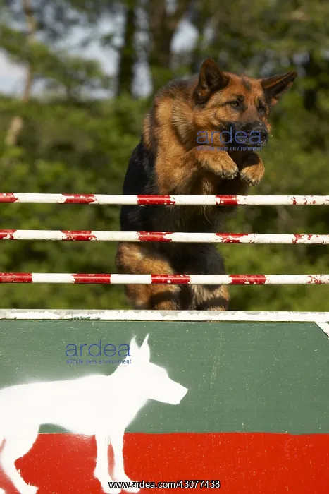 : German Shepherd jumping : German Shepherd jumping